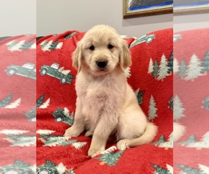 Golden Retriever Puppy for sale in CLARKSVILLE, TN, USA