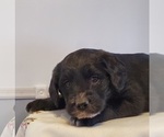 Small Photo #30 Aussiedoodle Puppy For Sale in ATHENS TOWNSHIP, PA, USA