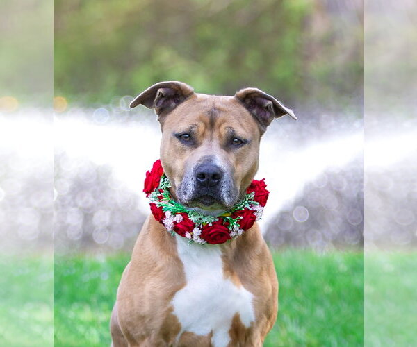 Medium Photo #1 Mutt Puppy For Sale in Unionville, PA, USA