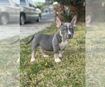 Small #12 American Bully