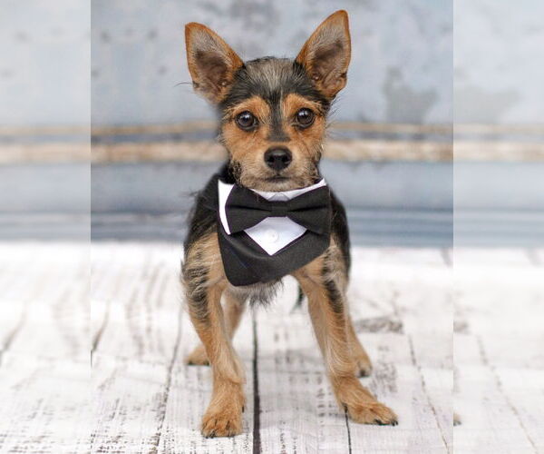 Medium Photo #2 Chihuahua-Unknown Mix Puppy For Sale in Corona, CA, USA