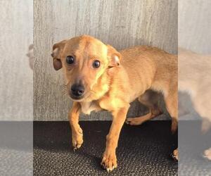 Dachshund-Unknown Mix Dogs for adoption in San Antonio, TX, USA