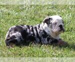 Small #4 French Bulldog