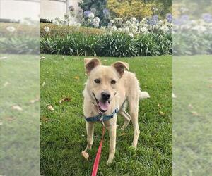 Labrador Retriever Dogs for adoption in Santa Barbara, CA, USA