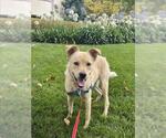 Small Labrador Retriever