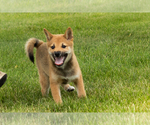 Small Photo #28 Shiba Inu Puppy For Sale in MILLERSBURG, IN, USA