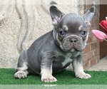 Small #4 French Bulldog