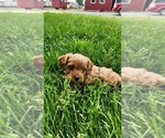 Small #2 Cavapoo (Toy)