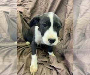 Johnson Rs : Roscoe - Male Australian Shepherd-Boxer Mix Dog for Adoption - Photo #2