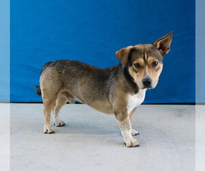 Chinese Shar-Pei-Unknown Mix Dogs for adoption in Pasadena, CA, USA