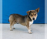 Small Chinese Shar-Pei Mix