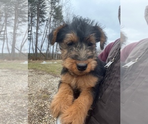 Welsh Terrier Puppy for Sale in CUTLER, Ohio USA