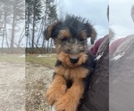 Small Welsh Terrier