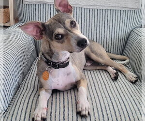 Mutt Dogs for adoption in Arlington, VA, USA