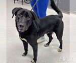 Small #2 Retriever  Mix