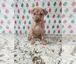 Small Photo #24 Phu Quoc (Vietnam Island) Ridgeback Puppy For Sale in HELOTES, TX, USA