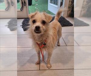 Mutt Dogs for adoption in Woodland, CA, USA