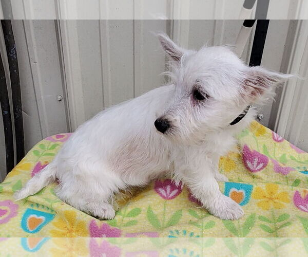 Medium Photo #3 Mutt Puppy For Sale in Mountain View, MO, USA