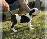 Small #6 American Bulldog