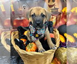 Praline - Female Labrador Retriever-Unknown Mix Dog for Adoption - Small photo