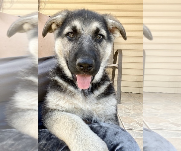 Medium Photo #7 German Shepherd Dog Puppy For Sale in FORT WORTH, TX, USA