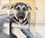 Small Photo #7 German Shepherd Dog Puppy For Sale in FORT WORTH, TX, USA