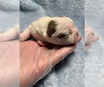 Small Photo #5 Boston Terrier Puppy For Sale in TULARE, CA, USA