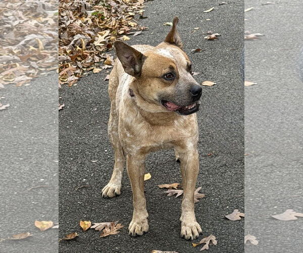 Medium Photo #4 American Bulldog-Unknown Mix Puppy For Sale in Spotsylvania, VA, USA