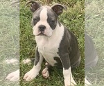 Puppy Puppy 3 Boston Terrier