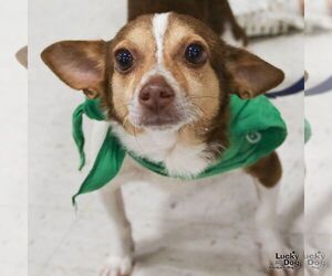 Chihuahua-Unknown Mix Dogs for adoption in Washington, DC, USA