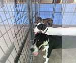 Small #2 Great Dane