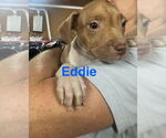 Small American Pit Bull Terrier Mix