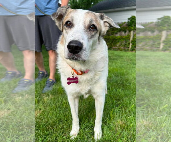 Medium Photo #3 Anatolian Pyrenees Puppy For Sale in Boonton, NJ, USA
