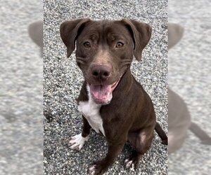 Labrador Retriever-Staffordshire Bull Terrier Mix Dogs for adoption in Palmetto, FL, USA