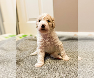 Double Doodle Puppy for sale in MEDWAY, MA, USA