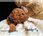 Small Photo #71 Goldendoodle (Miniature) Puppy For Sale in GASTONIA, NC, USA