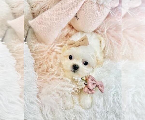 Medium Photo #18 Maltese Puppy For Sale in BOSTON, MA, USA