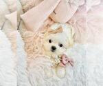 Small #17 Maltese