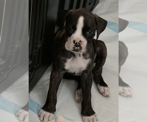 Boxer Puppy for sale in DISPUTANTA, VA, USA