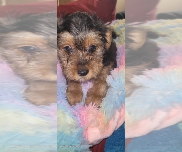 Medium Photo #231 Yorkshire Terrier Puppy For Sale in AKRON, OH, USA