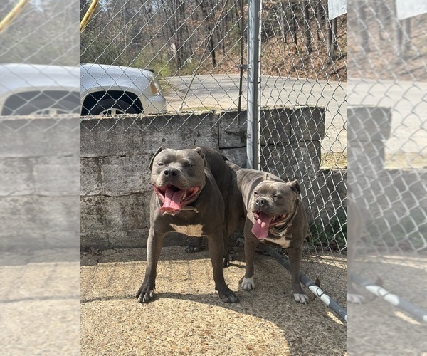 Medium Photo #1 American Pit Bull Terrier-American Staffordshire Terrier Mix Puppy For Sale in CHATTANOOGA, TN, USA