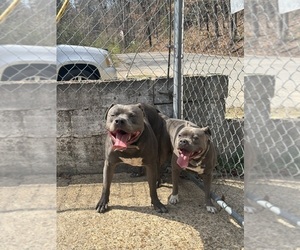 Father of the American Pit Bull Terrier-American Staffordshire Terrier Mix puppies born on 05/17/2025