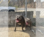 Small Photo #1 American Pit Bull Terrier-American Staffordshire Terrier Mix Puppy For Sale in CHATTANOOGA, TN, USA