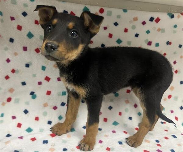 Medium Photo #1 German Shepherd Dog-Unknown Mix Puppy For Sale in HESPERIA, CA, USA