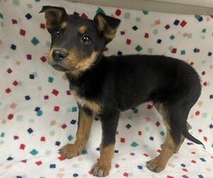 German Shepherd Dog-Unknown Mix Dogs for adoption in HESPERIA, CA, USA
