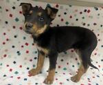 Small German Shepherd Dog Mix
