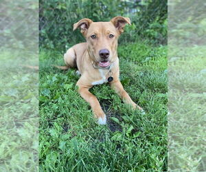 Mutt Dogs for adoption in Springdale, PA, USA