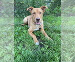 Small Mutt