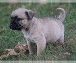 Small Photo #2 Puggle Puppy For Sale in FREDERICKSBG, OH, USA