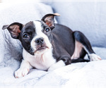 Puppy Zandah Boston Terrier